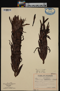Image of Pitcairnia brunnescens