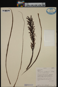 Image of Pitcairnia cardenasii