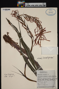 Image of Pitcairnia carinata