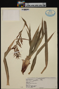 Pitcairnia carinata image