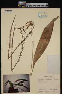 Image of Pitcairnia chiapensis
