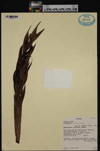 Pitcairnia clarkii image