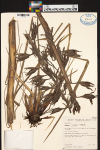 Pitcairnia crassa image