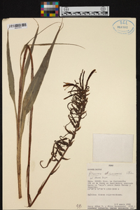 Pitcairnia cuzcoensis image