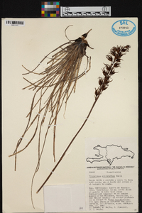 Pitcairnia elizabethae image