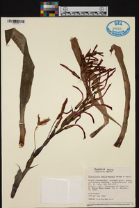 Image of Pitcairnia burle-marxii
