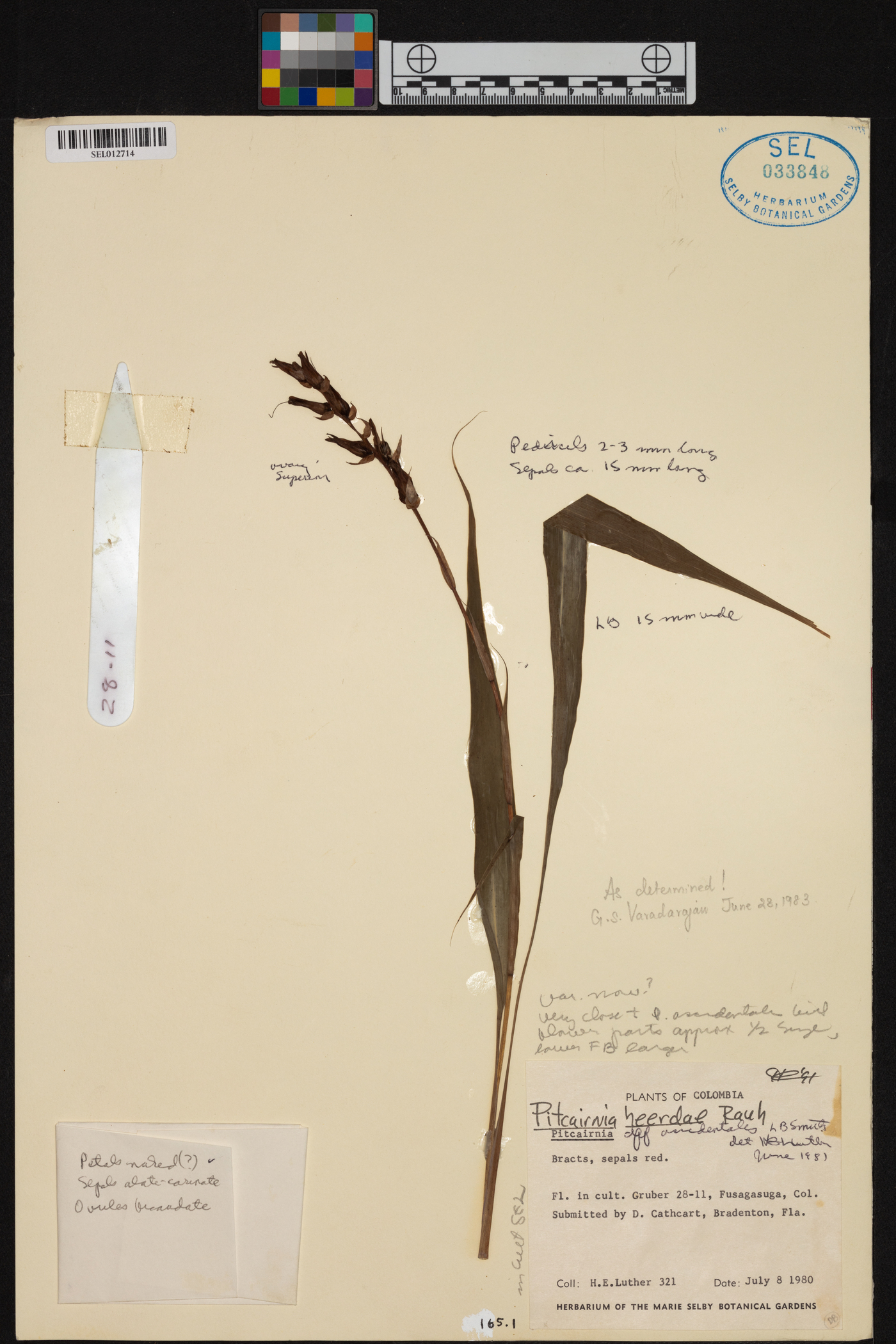 Pitcairnia heerdeae image