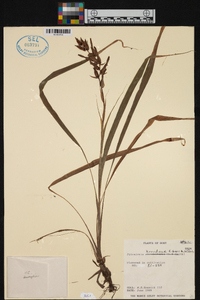 Pitcairnia heerdeae image