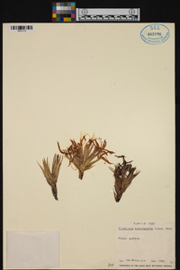 Pitcairnia heterophylla image