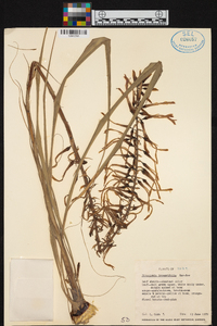 Pitcairnia integrifolia image