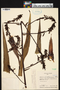 Pitcairnia lehmannii image
