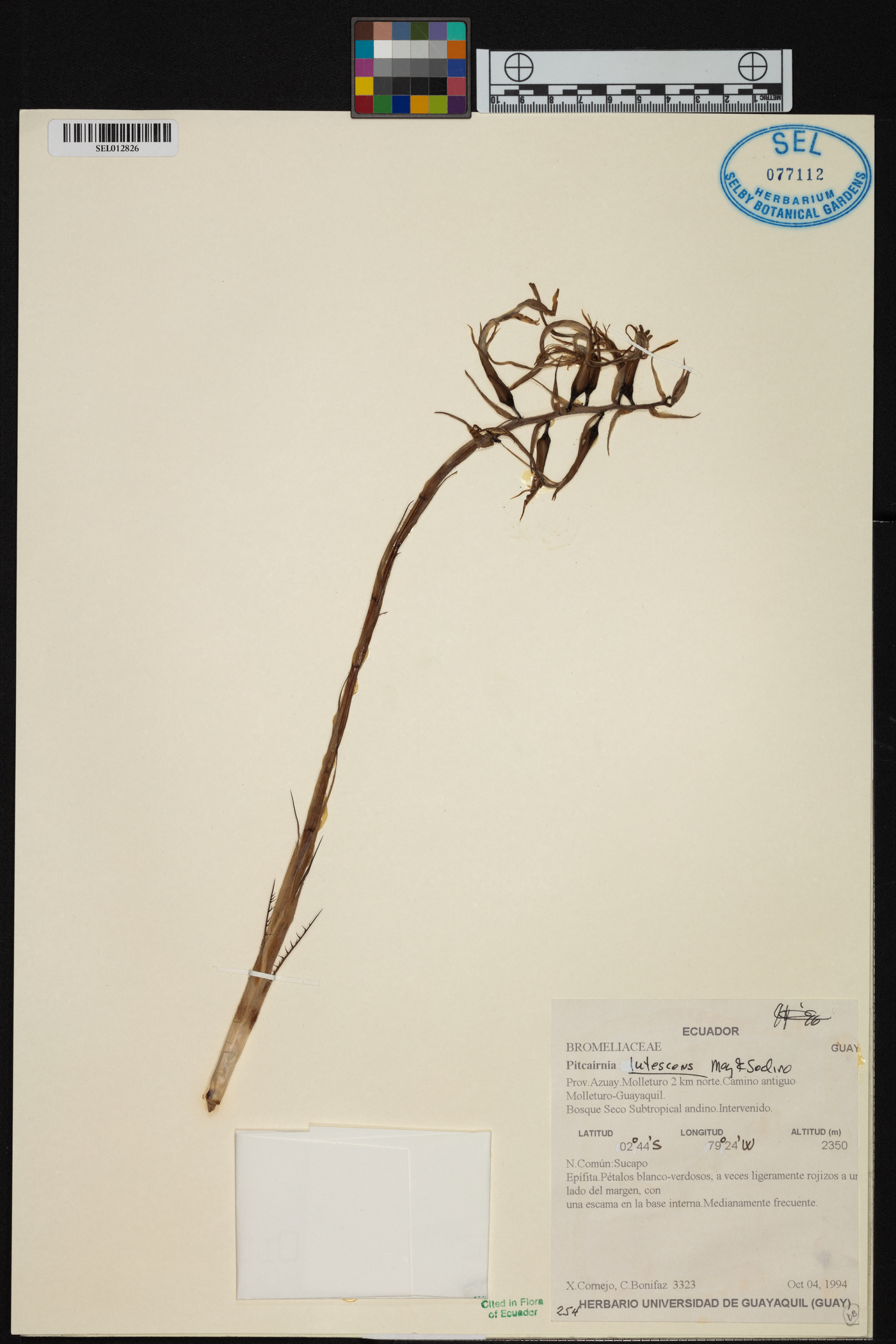 Pitcairnia lutescens image