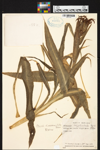 Pitcairnia membranifolia image