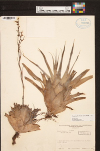 Catopsis floribunda image