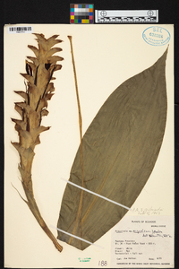 Pitcairnia nigra image