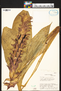 Pitcairnia nigra image