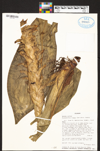 Pitcairnia nigra image