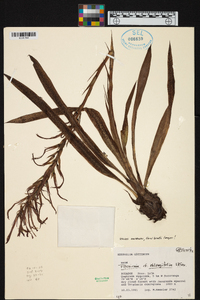 Pitcairnia oblongifolia image