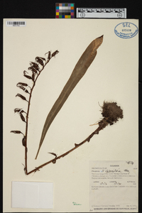 Pitcairnia oblongifolia image