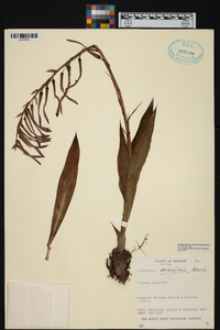 Pitcairnia oblongifolia image