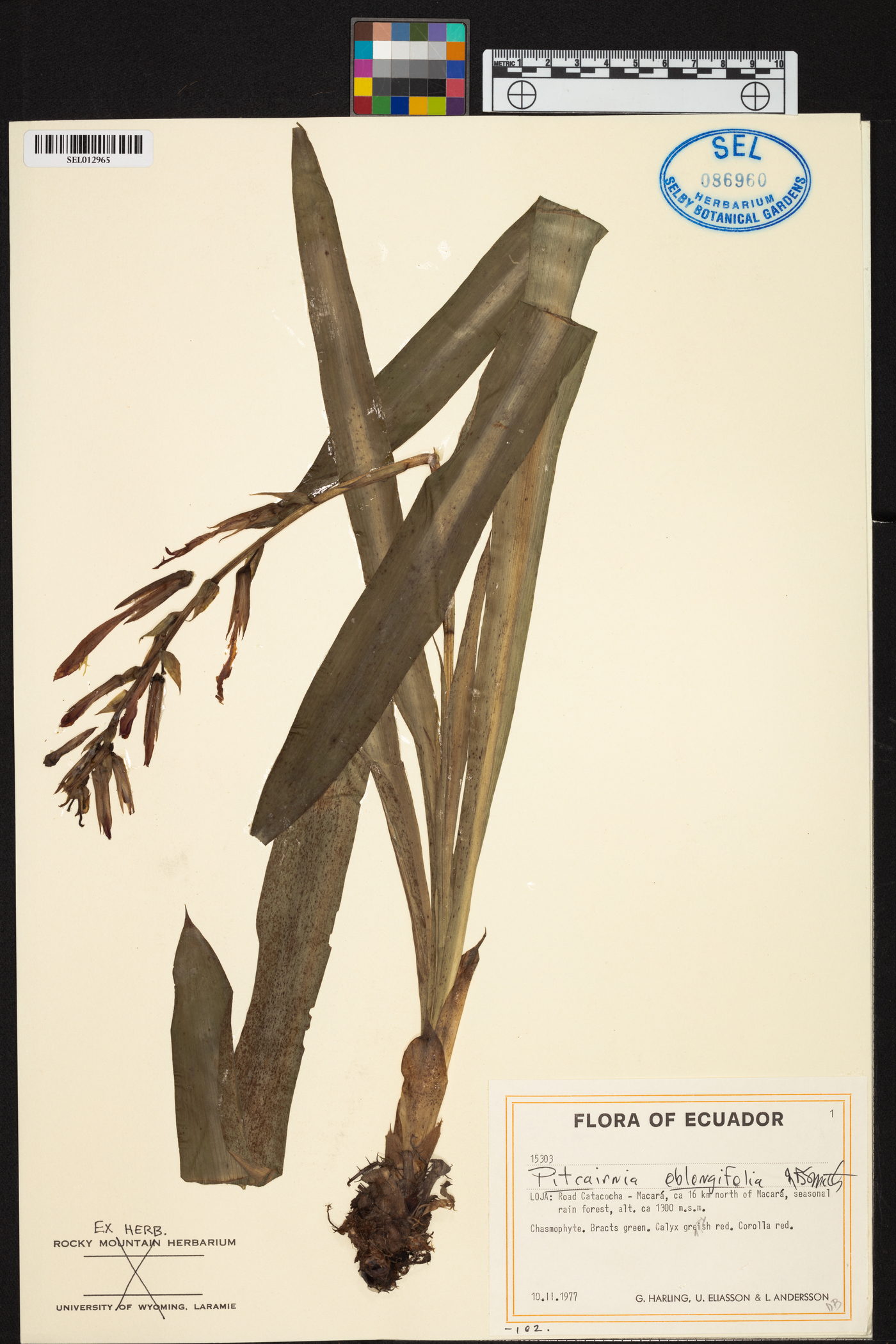 Pitcairnia oblongifolia image