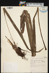 Pitcairnia paniculata image