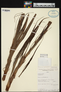 Pitcairnia paniculata image