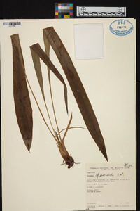 Pitcairnia paniculata image