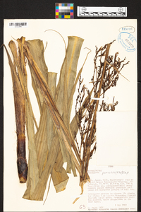 Pitcairnia paniculata image