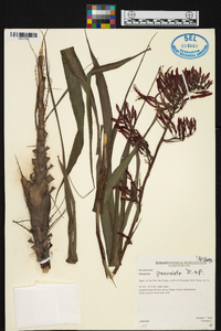 Pitcairnia paniculata image