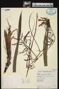 Pitcairnia paniculata image