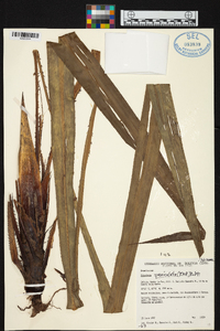 Pitcairnia paniculata image