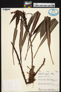 Pitcairnia riparia image