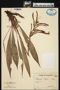 Pitcairnia riparia image