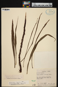 Pitcairnia riparia image