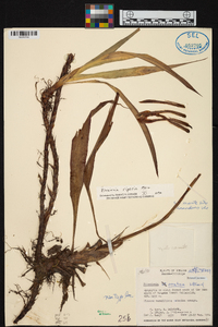 Pitcairnia riparia image