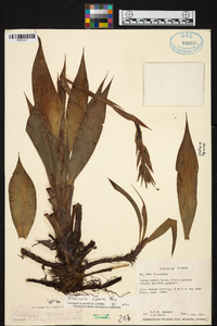 Pitcairnia riparia image