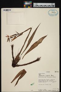 Pitcairnia riparia image