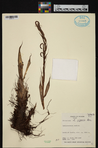 Pitcairnia riparia image