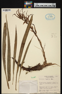 Pitcairnia riparia image