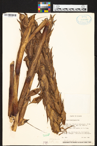 Pitcairnia sceptrigera image
