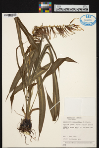 Pitcairnia secundiflora image