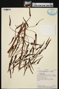 Pitcairnia spectabilis image