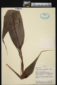 Pitcairnia spectabilis image