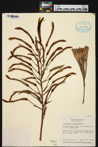 Pitcairnia spectabilis image