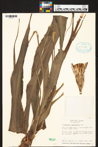 Pitcairnia spectabilis image