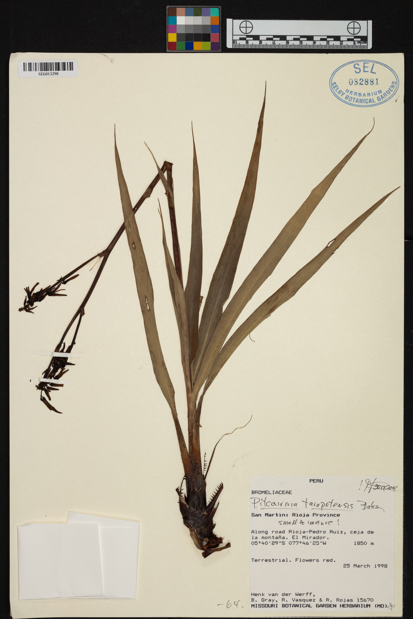 Pitcairnia tarapotensis image