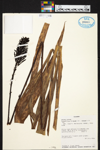 Pitcairnia trianae var. retusa image