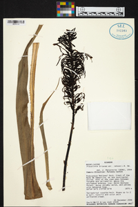 Pitcairnia trianae var. retusa image