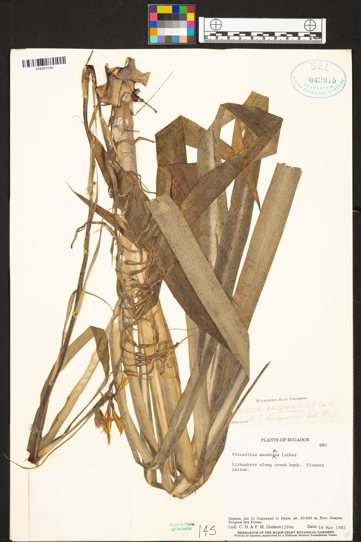 Pitcairnia unilateralis image